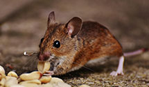 24 Hour & Emergency Exterminators in Millwood, VA